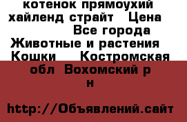 котенок прямоухий  хайленд страйт › Цена ­ 10 000 - Все города Животные и растения » Кошки   . Костромская обл.,Вохомский р-н